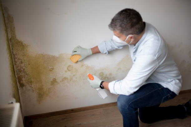 Best Mold Remediation for Healthcare Facilities  in Westby, WI